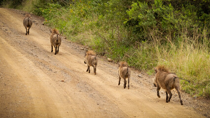 A family of common African warthogs running away in a row with mane hair held high along a gravel...