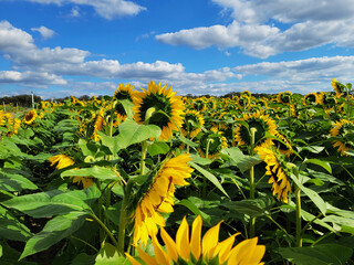 Sunflower Field at Sunset Summer Sky and Golden Sunshine – Vacation Scene of beautiful yellow flowers growing in Florida. Photography Banner Template.