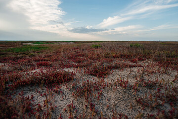 the dried-up salt lake of Ebeyty turned into a desert