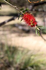 Obraz premium Crimson Bottlebrush (Callistemon citrinus) in flower. Native Australian plant.
