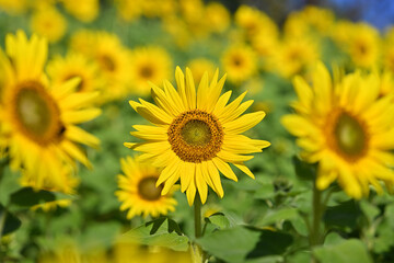 となみ夢の平コスモスウォッチングのひまわり