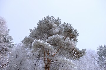 真っ白な雪景色