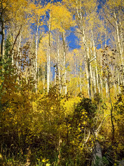 Obraz premium Fall Colors Aspen Trees Vertical