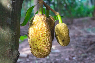 Jackfruit
