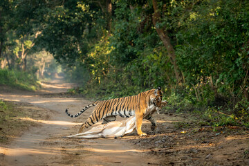 wild bengal female tiger or panthera tigris dragging spotted deer or chital kill in his mouth or...