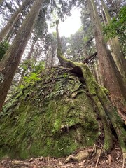 Fototapeta premium tree, forest, nature, trunk, plant, moss
