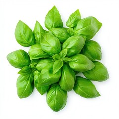 Fototapeta premium Fresh basil leaves arranged on a white background, showcasing their vibrant green color.