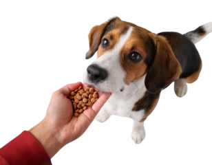 Dog eagerly receiving treats from a person's hand, isolated on white background.