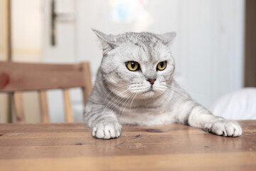 Cat Table Sitting Home - A grey cat sits on a wooden table in a home.