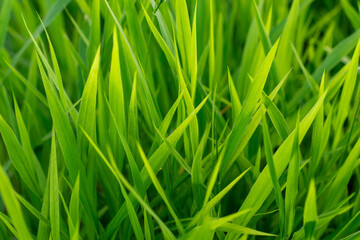 The close-up photo shows the green grass which is a refreshing and relaxing, natural therapy.