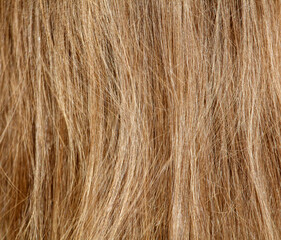 Naklejka premium The hair is long and brown