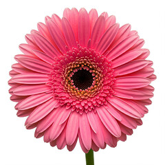 pink gerber daisy isolated on white