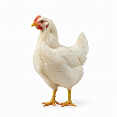 Fototapeta premium white chicken standing isolated on white background studio shoot looking left