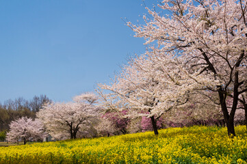 群馬県、赤城千本桜の菜の花と満開の桜