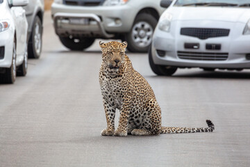 Leopard holds up traffic sitting on road, congestion on safari © Richard Waghorn