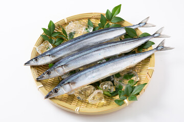 ざるにのせた新鮮なサンマ
