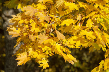 Autumn Background from maple branches with golden leaves