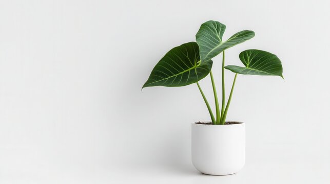 A striking 21h Elephant Ear plant with large arrow-shaped leaves in a white pot enhances the minimalist decor of any modern space