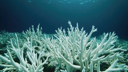 Pale, bleached coral reef with no marine life, illustrating climate devastation on ocean ecosystems.