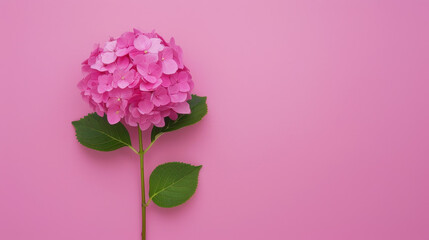 Vibrant hydrangea blossoms stand out against a rich magenta backdrop, creating a stunning visual impact.