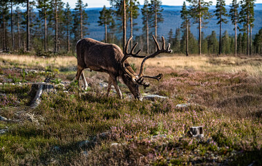 A bull mountain reindeer foraging on the forest floor amidst the woodland of Idre, Dalarna, Sweden, showcasing the beauty of the boreal forest in summer.