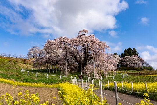 三春滝桜 Images – Browse 289 Stock Photos, Vectors, and 三春滝桜 Images – Browse 289 Stock Photos, Vectors, and