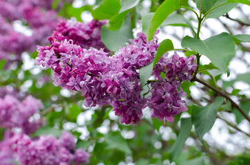 Beautiful lilac flowers on a spring day in the garden