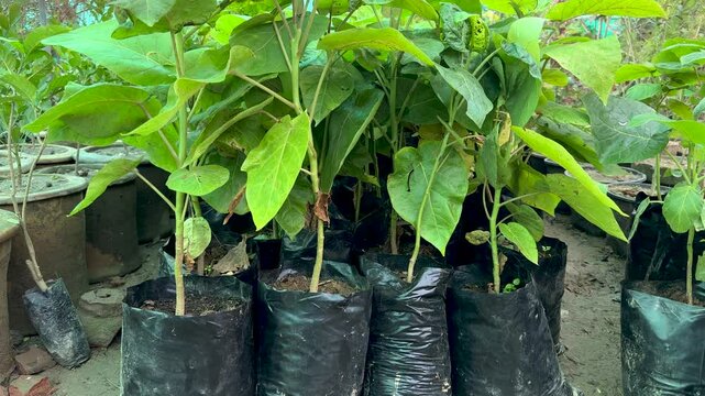 Tamarillo (Solanum betaceum) growing in plastic bags in plant nursery