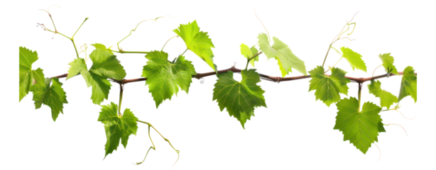Grape stem leaves vine plant branch horizontal isolate cut out transparent background green leaf