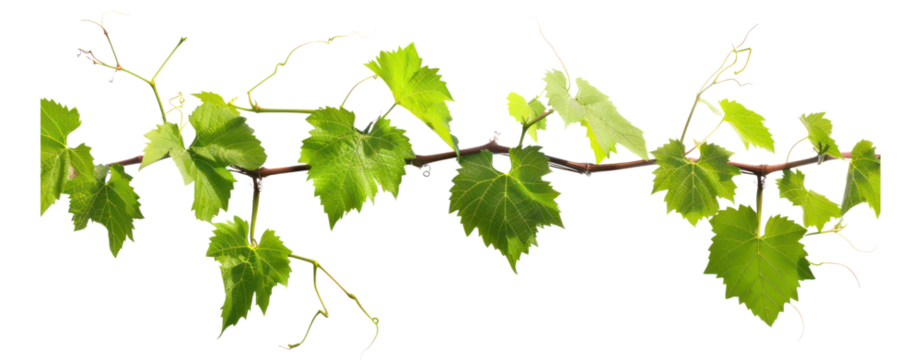 Grape stem leaves vine plant branch horizontal isolate cut out transparent background green leaf