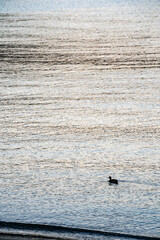 duck floating on a calm sea surface at sunset