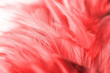 Chickens feather texture abstract for background, soft color and blur style