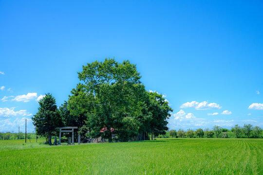 夏の神社、鎮守の森