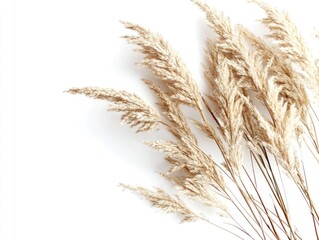 A delicate arrangement of dried pampas grass on a white background.