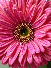 Obraz premium Vibrant gerber daisy with sparkling droplets, botanical, colorful