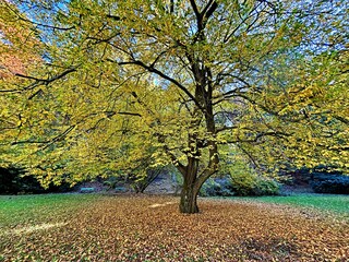 A large tree with yellow autumn leaves