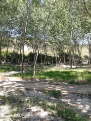 Bosque en miniuatura