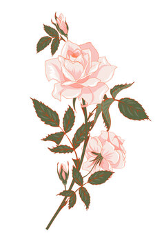 A rose branch with beautiful pink flowers, buds and leaves, vector illustration on a white background