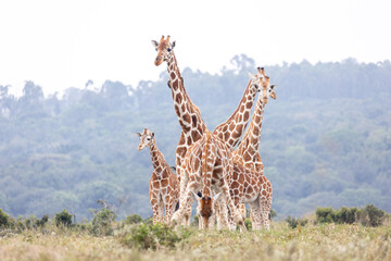 Fototapeta premium Giraffe