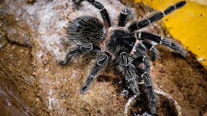 Close-up of a tarantula showcasing its unique features: hairy legs, sharp eyes, and predatory stance. This exotic, venomous arachnid embodies the fascinating yet eerie beauty of wildlife and tropical 