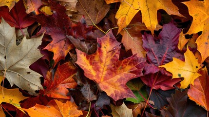 Leaves change color in autumn.