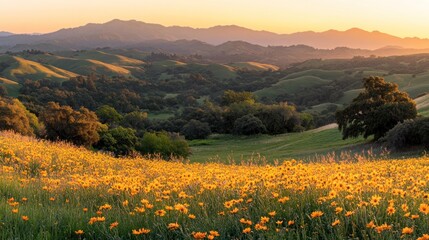 Fototapeta premium A field of wildflowers in the rolling hills at sunset.