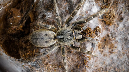 Close-up of a tarantula showcasing its unique features: hairy legs, sharp eyes, and predatory stance. This exotic, venomous arachnid embodies the fascinating yet eerie beauty of wildlife and tropical 