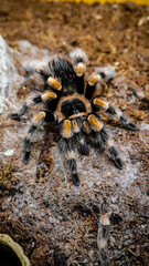 Close-up of a tarantula showcasing its unique features: hairy legs, sharp eyes, and predatory stance. This exotic, venomous arachnid embodies the fascinating yet eerie beauty of wildlife and tropical 
