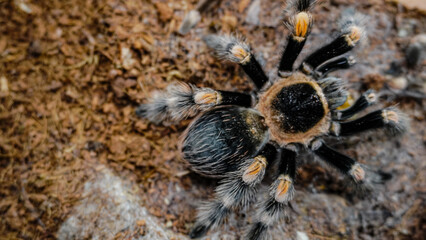 Close-up of a tarantula showcasing its unique features: hairy legs, sharp eyes, and predatory stance. This exotic, venomous arachnid embodies the fascinating yet eerie beauty of wildlife and tropical 