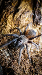 Close-up of a tarantula showcasing its unique features: hairy legs, sharp eyes, and predatory stance. This exotic, venomous arachnid embodies the fascinating yet eerie beauty of wildlife and tropical 