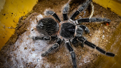 Close-up of a tarantula showcasing its unique features: hairy legs, sharp eyes, and predatory stance. This exotic, venomous arachnid embodies the fascinating yet eerie beauty of wildlife and tropical 