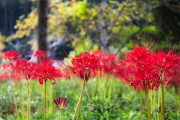 Fototapeta premium 奥久慈茶の里公園 彼岸花風景