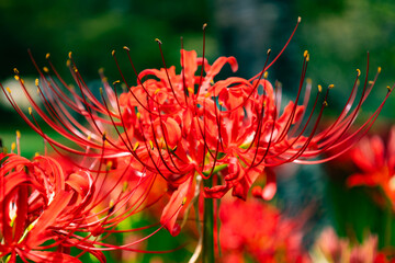 奥久慈茶の里公園　彼岸花風景