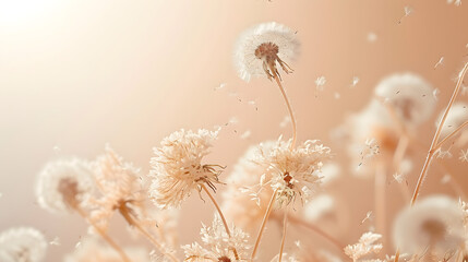 Obraz premium Dandelion fluff background for aesthetic minimalism style background. Beige, neutral and pastel color wallpaper with elegant and light flying fluffs. Fragile and lightweight